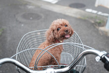 自転車のカゴに入ったトイプードル Toy Poodle In A Bicycle Basket