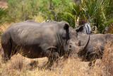 Fototapeta Sawanna - Rhinoceros in the savannah in Africa