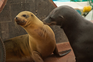 Wall Mural - Galapagos sea lion (Zalophus  wollebacki).