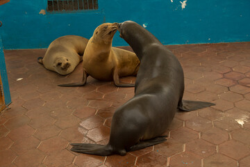 Wall Mural - Galapagos sea lion (Zalophus  wollebacki).