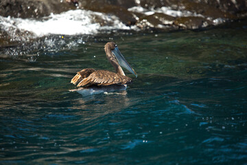 Wall Mural - The brown pelican (Pelecanus occidentalis).