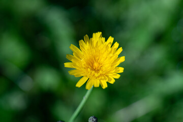 Poster - yellow dandelion flower