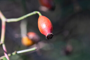 Wall Mural - red beetle on a branch