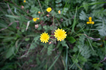 Wall Mural - yellow flowers in the grass