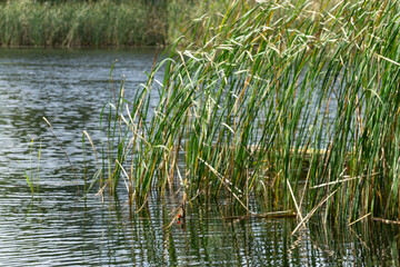 Poster - reeds in the lake