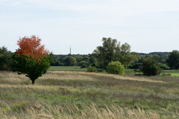 Wall Mural - autumn in the park