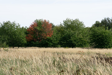 Poster - tree in the field