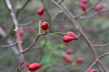 Wall Mural - red berries on a branch