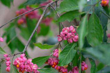 Sticker - flowers in a garden