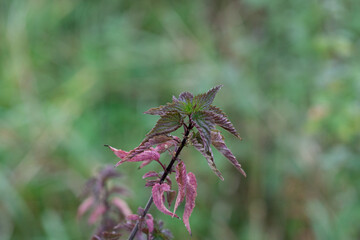 Canvas Print - leaves