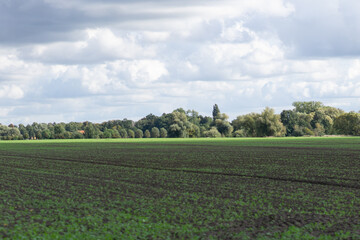 Wall Mural - field and blue sky