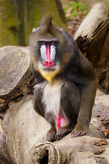 male baboon sitting on a tree trunk.