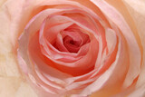 Fototapeta Sypialnia - Light pink white rose flower closeup macro petals circle
