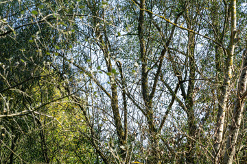 Wall Mural - trees in the forest