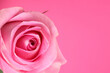 © oqba - Pink rose flower closeup macro petals circle on pink paper background