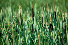 Reeds At The Pond In Summer With Typha Angustifolia (also Lesser Bulrush, Narrowleaf Cattail Or Lesser Reedmace)