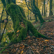 Stary las grądowy. Rezerwat Grądy nad Moszczenicą, drzewo porośnięte mchem