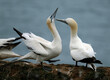 Gannets are seabirds comprising the genus Morus, in the family Sulidae, closely related to boobies. 
