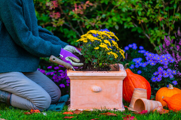 Wall Mural - A woman plants autumn chrysanthemums in a pot.