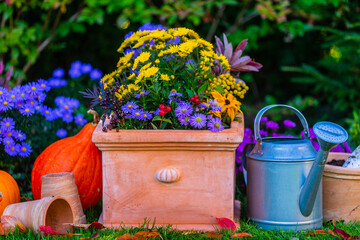 Wall Mural - Autumn garden decorations. Autumn flowers in the garden.