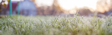 Landscape Panorama Frozen Grass Branch In Winter. Banner Frame Of Froze Lush Green Grass With Ice Crystals On Natural Blurry Bokeh Natural Background. Close-up, Wide Format, Copy Space.