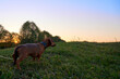 © DAndreev - Mini dachshund in the field against the background of sunset