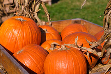 Autumn Squashes And Pumpkins