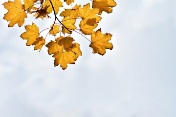 yellow maple leaves against a cloudy autumn sky. place to add text. design element