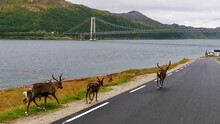 A Herd Of Reindeers Crossing A Road In Northern Norway