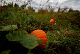Fototapeta Kuchnia - Dynie na polu, dynie na polu wśród chwastów, klimatyczne dynia w czasie jesieni