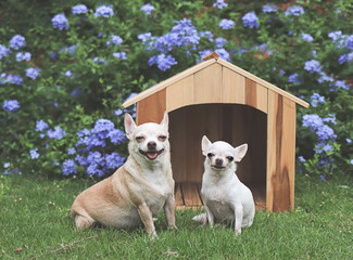 Wall Mural -  two different size  short hair  Chihuahua dogs sitting in front of  wooden dog house, smiling with thier tongues out and looking at camera. Purple flowers garden background.