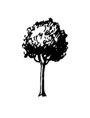 Wall Mural - ink sketch of tree.