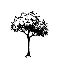 Wall Mural - ink sketch of tree.