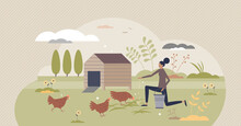 Backyard Chickens Farming And Hens Feeding With Seeds Tiny Person Concept. Ecological Domestic Animal Care For Organic Slow Food Vector Illustration. Happy And Ethical Birds Keeping For Eggs And Meat.