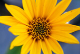 Fototapeta Kwiaty - Kwiaty topinamburu, Kwiaty topinamburu w z bliska, kwitnące kwiaty jesienią