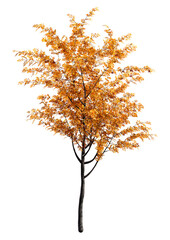 Sticker - 3D Rendering Rowan Tree on White