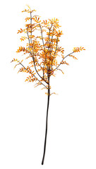 Wall Mural - 3d rendering rowan tree on white
