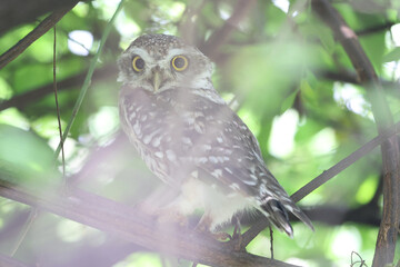 Poster - Closeup shot of a cute owl on a tree in a forest