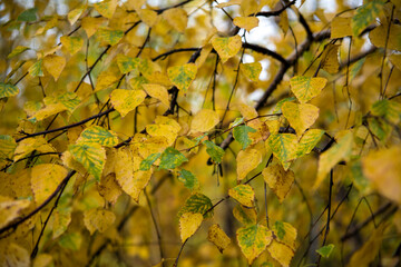 Poster - yellow leaves