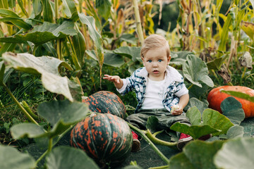 A charming little boy in a plaid shirt is sitting in a vegetable garden with pumpkins. Farming, harvesting. American tradition, Halloween