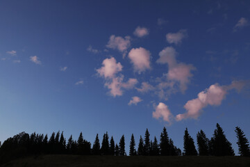 Wall Mural - Beautiful view of sunset sky over conifer forest