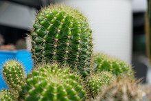 Close Up Cactus Thorns Blur  Background