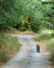 Back profile of a Indian wild male leopard or panther walking on a jungle track in natural green background during monsoon season wildlife safari at forest of central india - panthera pardus fusca