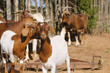 Group of boer goats with horns on farm for agriculture.