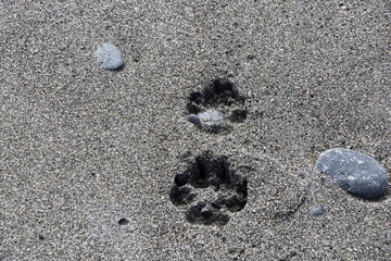 Sticker - dog fingerprint on the sand