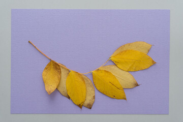 autumn leaves
