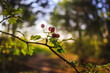 Red berries on a branch in the forest with blurred background