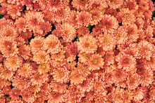 Blooming Plant Chrysanthemum Multiflora With Orange Flowers As Floral Autumn Background.