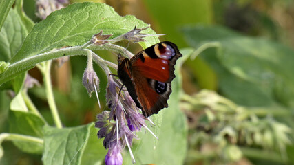 Sticker - Closeup shot of an orange butterfly sitting on the purple flower on a sunny day