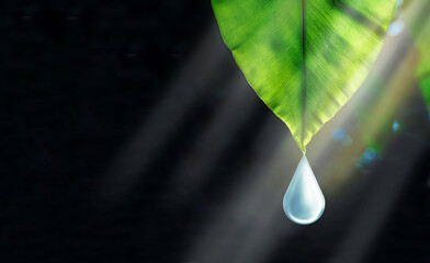 Wall Mural - Water drop under green leaf in sunlight on natural dark background, Water is life concept